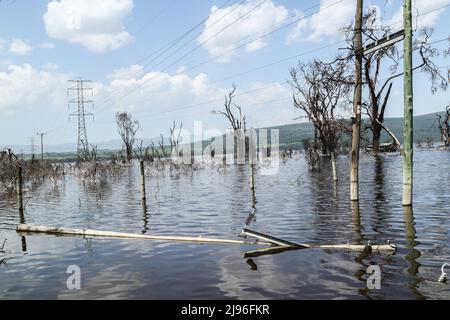 Vue sur les pylônes d'électricité à haute tension submergés du lac Nakuru. Au cours des 10 dernières années, les lacs de la vallée du Rift ont connu une hausse constante de ce que les experts font remarquer comme les effets du changement climatique. Les inondations ont déplacé des centaines de personnes de leur foyer et de leur travail, les communautés pauvres et marginalisées les plus touchées. Banque D'Images