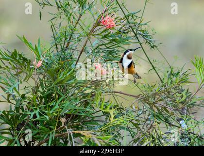 L'Acanthorhynchus tenuirostris (Acanthorhynchus tenuirostris) honeyeater dans un arbuste de grevillea à fleurs roses, à Nillumbik Shire, Victoria Banque D'Images