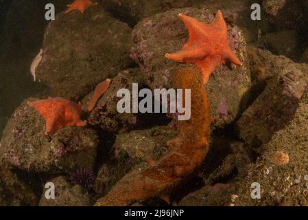 Concombre de mer de Californie (Apostichopus californicus) et étoiles de mer de chauve-souris (Patiria miniata) au fond de l'océan dans la baie de Monterey, Californie, États-Unis. Banque D'Images