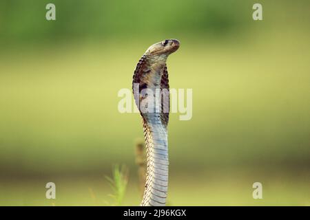 Le cobra indien, également connu sous le nom de cobra spectaculaire, cobra asiatique, ou cobra binocellate, est une espèce du genre Naja trouvé, en Inde, au Pakistan. Banque D'Images