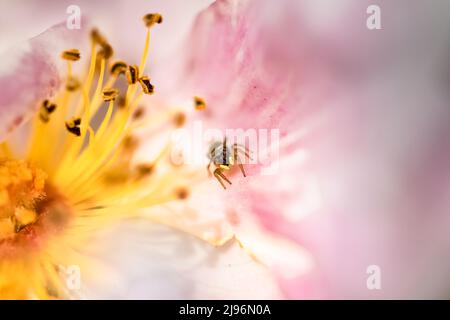 Un pull de soleil de cuivre, Heliophanus cupreus, petite araignée sur une rose au printemps, fond coloré Banque D'Images