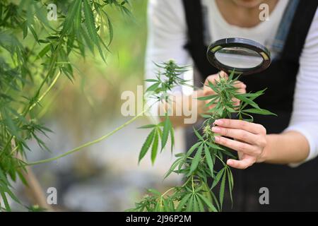 Agriculteur vérifiant les plantes de chanvre dans le champ. Médecine alternative à base de plantes, santé, industrie du chanvre concept Banque D'Images