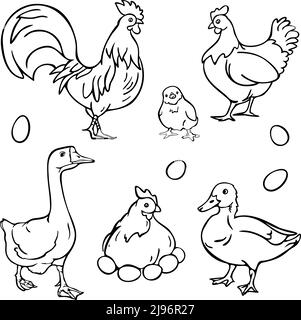 Illustration vectorielle avec collection de volaille. Coq, poule, canard, oie, poussin et œufs. Illustration de Vecteur