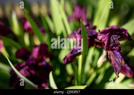 Arrière-plan fleurs violettes coq iris. Vue de dessus. Feuilles vertes Banque D'Images