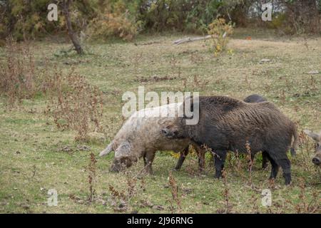 26 MARS 2019, DANUBE, IZMAIL RAION, ODE, Ukraine, Europe de l'est: Le sanglier (sus scrofa) dirige le troupeau de porcs sauvages (hybride boar-cochon) dans un pré d'automne (Credit image: © Andrey Nekrasov/ZUMA Press Wire) Banque D'Images