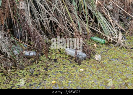 26 MARS 2019, DANUBE, IZMAIL RAION, ODE, Ukraine, Europe de l'est: Des bouteilles en plastique baignent sur des mousses flottantes (Salvinia natans) dans la zone côtière du delta du Danube. Pollution plastique. (Credit image: © Andrey Nekrasov/ZUMA Press Wire) Banque D'Images