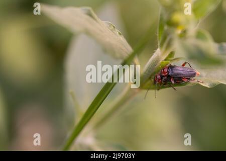 Coléoptères Cantharis livida qui se pond sur le congé de fleurs Banque D'Images