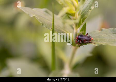 Coléoptères Cantharis livida qui se pond sur le congé de fleurs Banque D'Images