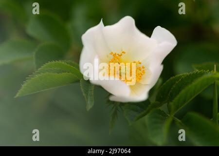 Fleur de rosehip blanche gros plan sur fond vert, tôt le matin dans le brouillard. Fleur de rose sauvage blanche Banque D'Images