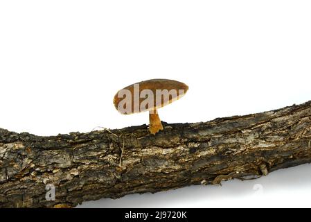 Polyporus brumalis, connu sous le nom de polypore d'hiver, champignon sauvage isolé sur fond de brute. Banque D'Images