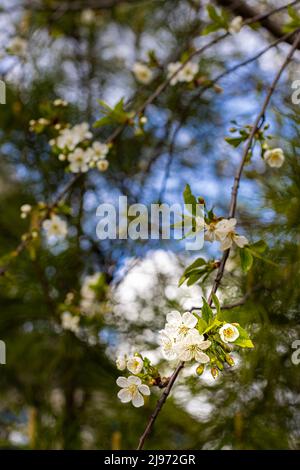 pommier en fleur avec des fleurs blanches sur les branches. Photo de haute qualité Banque D'Images
