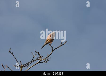 kestrel assis sur un ciel bleu branche Banque D'Images