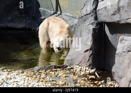 Eisbär im Zoo Schönbrunn à Wien, Österreich, Europa - l'ours de glace au zoo de Schönbrunn à Vienne, Autriche, Europe Banque D'Images