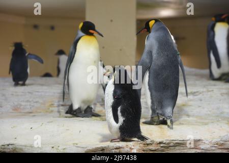 Pinguin im Zoo Schönbrunn à Wien, Österreich, Europa - Penguin à Schönbrunn Zoo à Vienne, Autriche, Europe Banque D'Images