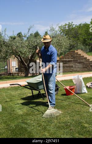 Image d'un jardinier ramassant de l'herbe morte et sèche de sa pelouse avec un râteau. Banque D'Images