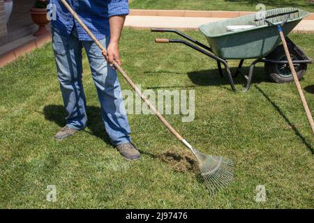 Image d'un jardinier ramassant de l'herbe morte et sèche de sa pelouse avec un râteau. Banque D'Images