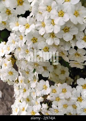 Beaucoup de fleurs blanches de spirea buisson gros plan sur plein cadre Banque D'Images