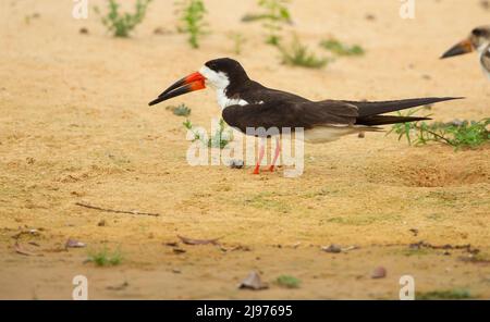 Skimmer Noire (Rynchops niger) sur une rive sablonneuse Banque D'Images