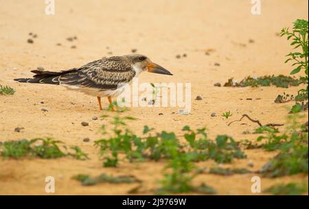 Skimmer Noire (Rynchops niger) sur une rive sablonneuse Banque D'Images