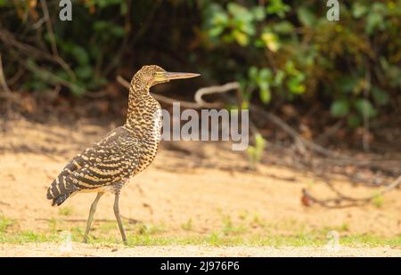 Rufescent Tiger Heron (Tigrisoma lineatum) Banque D'Images