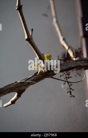 Nouvelles feuilles de vigne Banque D'Images