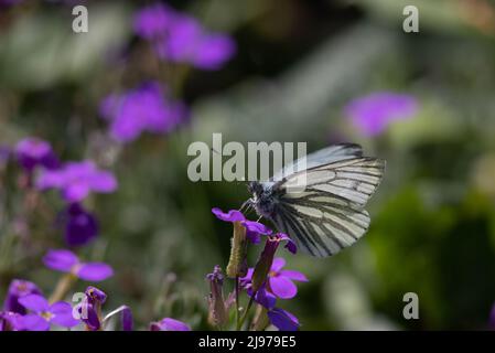 Blanc veiné de vert (Pieris napi) Banque D'Images