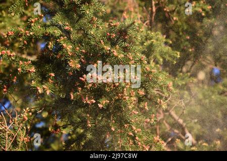 Le sapin Picea abies pulvérisant d'énormes quantités de pollen au printemps Banque D'Images