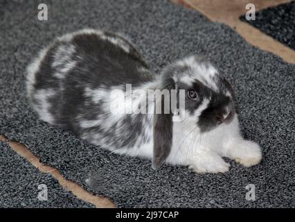 Petit lapin gris et blanc Doe juvénile Banque D'Images
