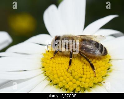 Abeille européenne API mellifera sur une fleur de pâquerette Banque D'Images