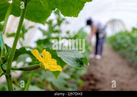 Une fleur d'un jeune concombre sur une plante verte avec un agriculteur travaillant en arrière-plan dans la serre. Gros plan. Culture biologique de légumes. Banque D'Images