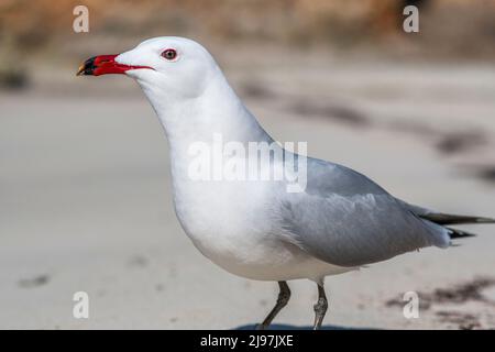 Le goéland d'Audouin (Ichthyaetus audouinii) est un grand goéland limité à la Méditerranée et à la côte ouest de l'Afrique saharienne et de l'Iberia. Banque D'Images