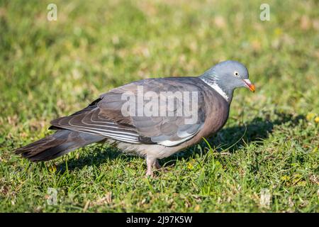 Pigeon en bois commun ou pigeon en bois commun (Columba palumbus), également connu sous le nom de pigeon en bois ou pigeon en bois. Banque D'Images