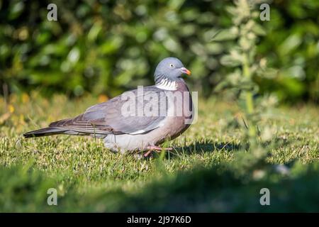 Pigeon en bois commun ou pigeon en bois commun (Columba palumbus), également connu sous le nom de pigeon en bois ou pigeon en bois. Banque D'Images