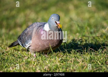 Pigeon en bois commun ou pigeon en bois commun (Columba palumbus), également connu sous le nom de pigeon en bois ou pigeon en bois. Banque D'Images