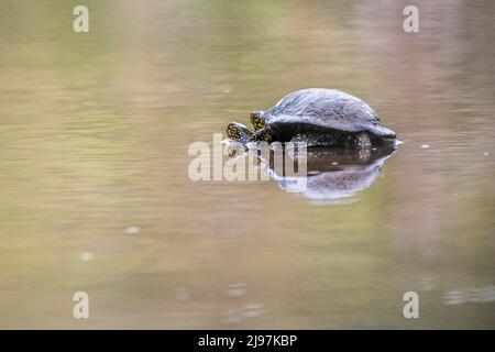 La tortue d'étang européenne (Emys orbicularis), également appelée communément l'étang européen terrapin et la tortue d'étang européenne, qui s'accouple. Banque D'Images