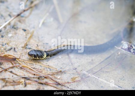 Serpent à gazon barré (Natrix helvetica helvetica), jeune. Banque D'Images