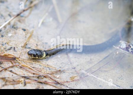 Serpent à gazon barré (Natrix helvetica helvetica), jeune. Banque D'Images