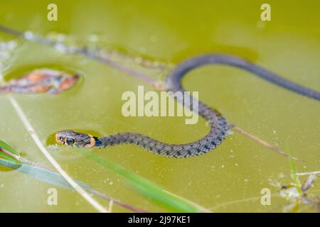 Serpent à gazon barré (Natrix helvetica helvetica), jeune. Banque D'Images