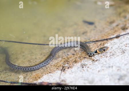 Serpent à gazon barré (Natrix helvetica helvetica), jeune. Banque D'Images