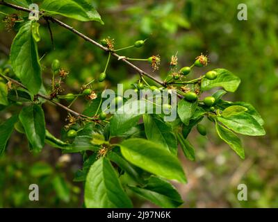 Fruits verts non mûrs de prune de cerise rouge ou jaune sur une branche. Banque D'Images