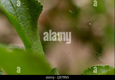 Araniella cucurbitina concombre araignée verte sur sa toile Banque D'Images