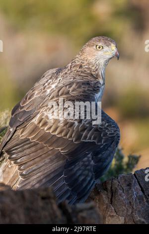 Aigle de Bonelli, Aquila fasciata, perchée, Comunidad valenciana, Espagne Banque D'Images