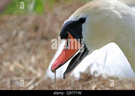 gros plan d'un cygne muet adulte avec bec ouvert montrant la bouche et les bords dentelés au lieu des dents Banque D'Images