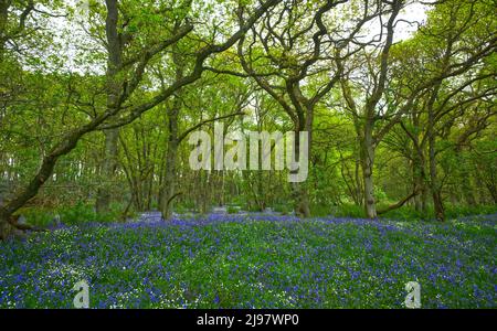 Darroch Bluebell Woods Banque D'Images