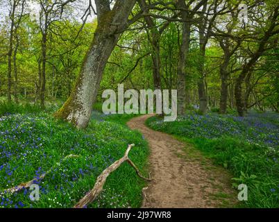 Darroch Bluebell Woods Banque D'Images