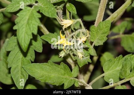 La tomate (Lycopersicon esculentum) Banque D'Images