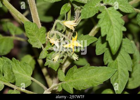 La tomate (Lycopersicon esculentum) Banque D'Images