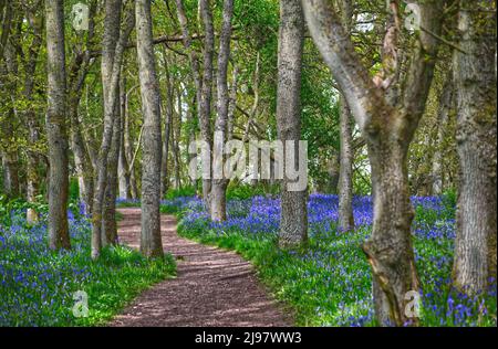 Darroch Bluebell Woods Banque D'Images