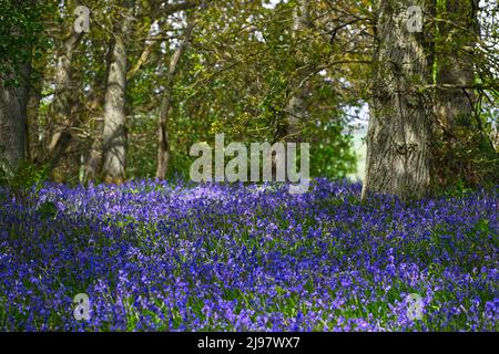 Darroch Bluebell Woods Banque D'Images