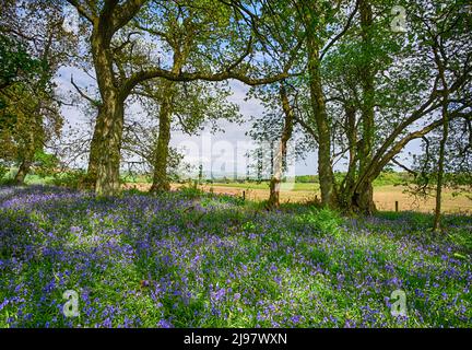 Darroch Bluebell Woods Banque D'Images